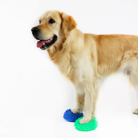 Ollipet Dogfit Balance Paws