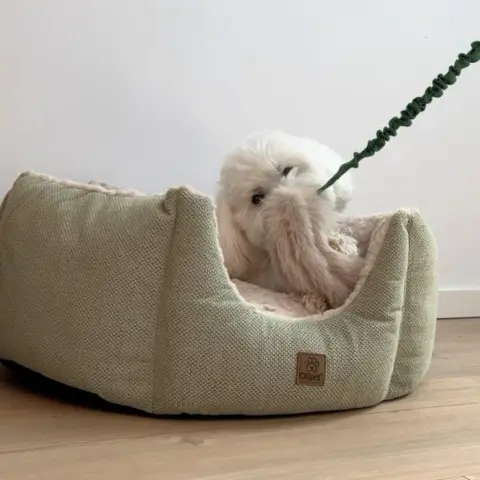 Belønningslegetøj til alle hunde