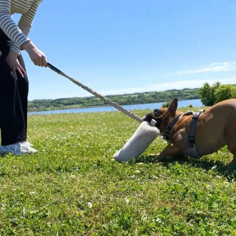 Ollipet Rabbit Tail Bungee | Belønningslegetøj