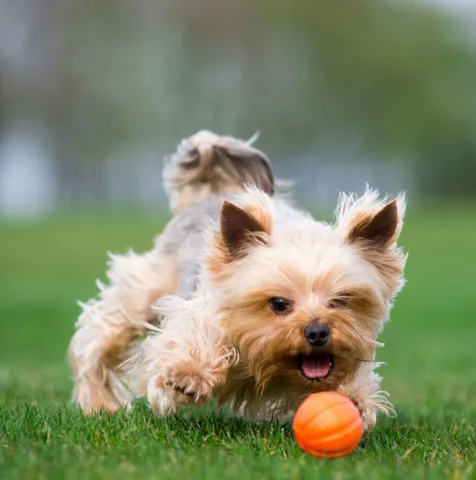 Liker Orange Ball