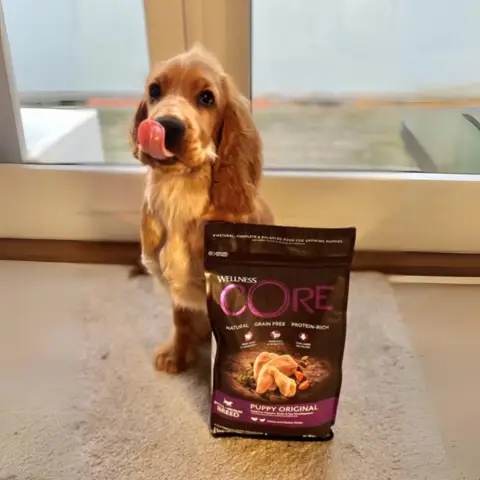 CORE Puppy Original er det perfekte hundefoder til hunde hundehvalp