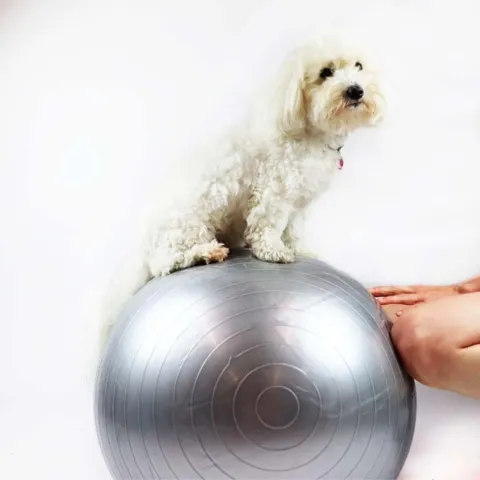 Ollipet DogFit Air | Balance Ball