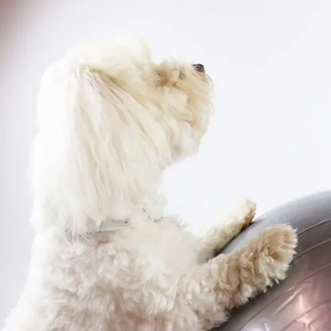 Ollipet DogFit Air | Balance Ball