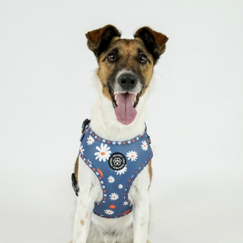Ollipet City Lux Hundesele | Blue Marguerites | OUTLET
