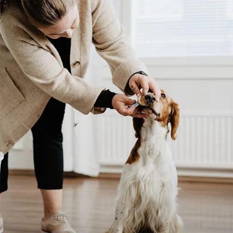 Bellylabs Graviditetstest / Dog Pregnancy test