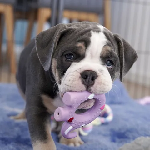 Ollipet elefant