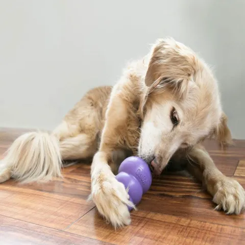 Kong Senior