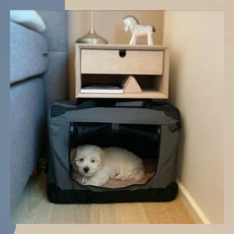 Soft Transportbur Foldbar | Til små hunde
