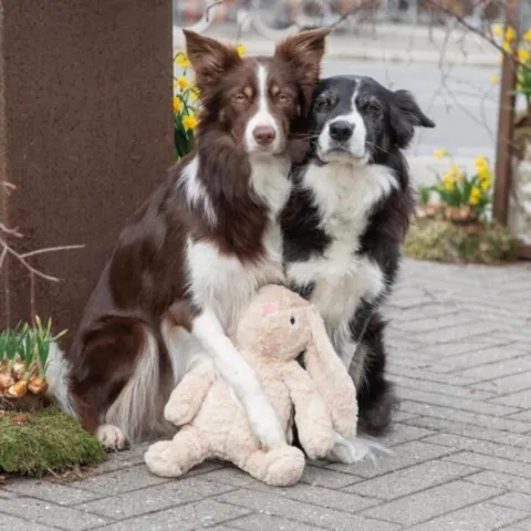 To glade hunde for deres Trixie kanin bamse
