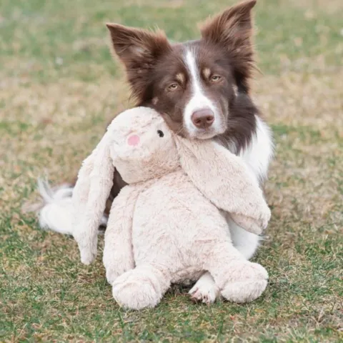 Trixie kaninen Bunny er til hunde af alle hunderacer