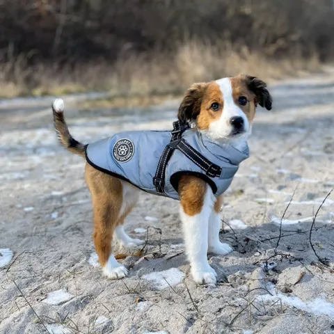 Ollipet Arctic Explorer Refleks | vinterdækken til hunde Ellie bruger en str. L