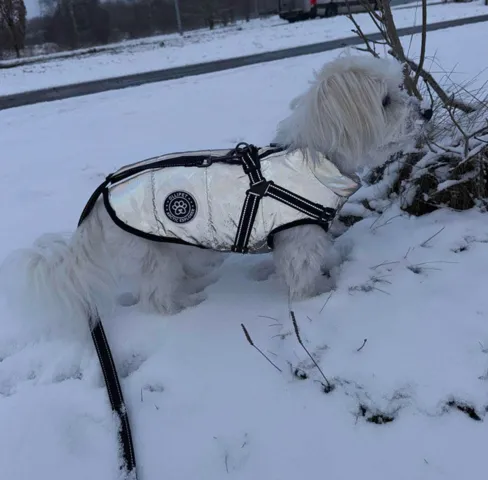 Ollipet Arctic Explorer Refleks | Vinterdækken