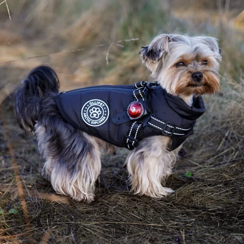 Ollipet Arctic Explorer | Hundedækken