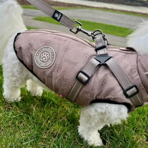 Ollipet Arctic Explorer i farven Mocca-Paw
