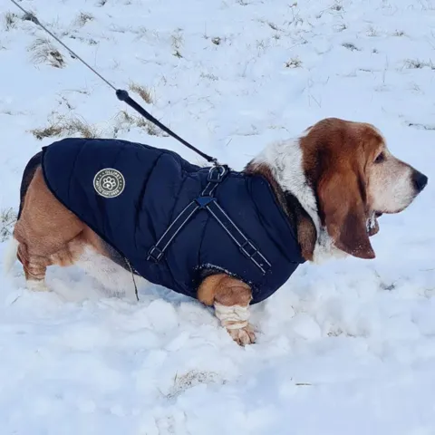 hundejakke m. fleecefór er det perfekte overgangs- og vintertøj til Basset hunde