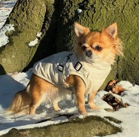 Hundejakke til Chihuahua i flot farve i piastacieis