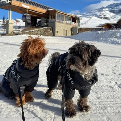 Flyverdragt holder hunden varm selv i snevejr
