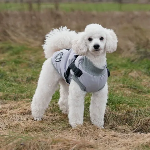 Ollipet Winter Sport Jakke med sele og lynlås til hunde Koda bruger str. S