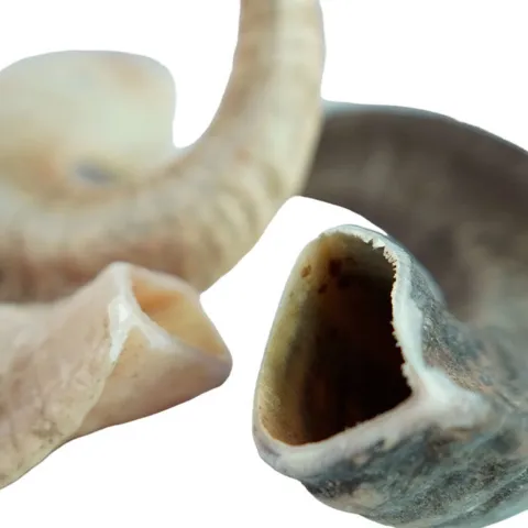 NATURBEN Lammehorn