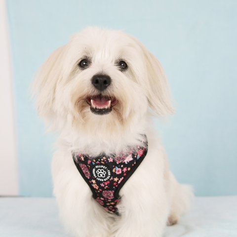 Ollipet City Lux Hundesele | Cute Hedgehog | OUTLET