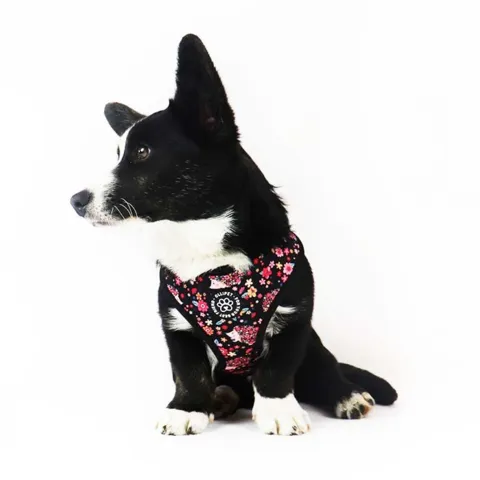 Ollipet City Lux Hundesele | Cute Hedgehog | OUTLET