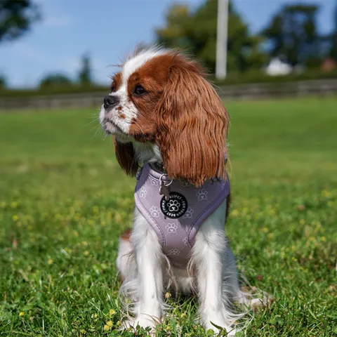 Ollipet City Lux Hundesele | Olli Paws/Dots | OUTLET