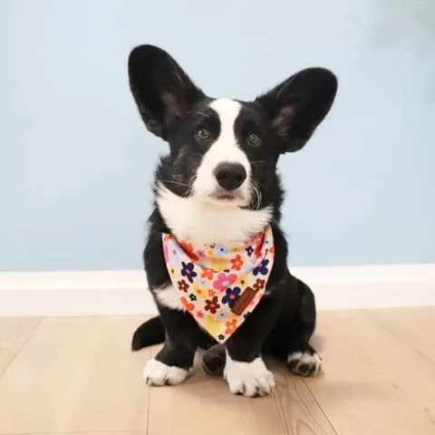 Ollipet City Lux Bandana | Sweet Flowers | OUTLET