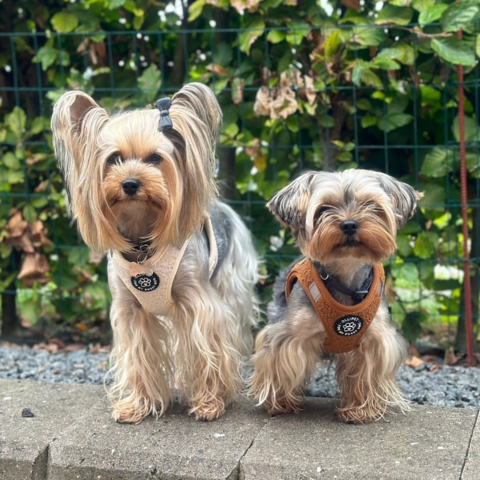 Ollipet Teddy Step-In hundesele | Creme