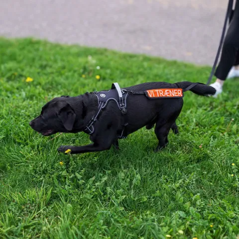 Ollipet Adventure Sele | Doodle hund str. S