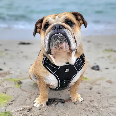 Ollipet Adventure Sele - Bulldog bruger str. L