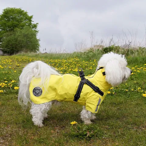 Ollipet Aqua Explorer Regnjakke med sele