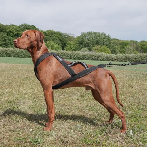Ollipet X-Back Løbesele