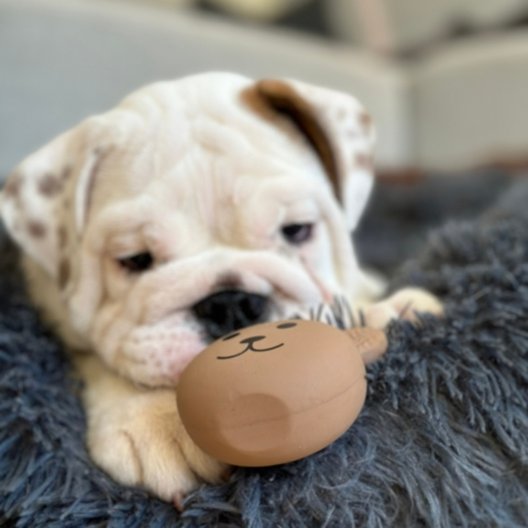 Ollipet Cute animal latex balls