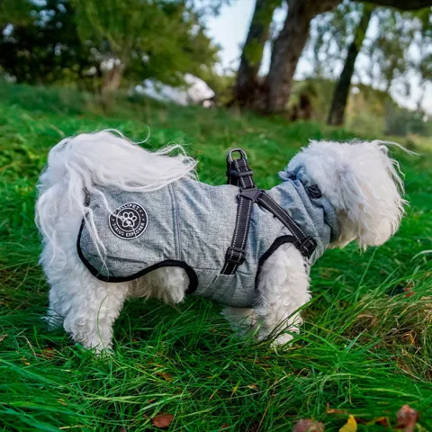 Ollipet Sirius Explorer Vinterdækken til hunde Sally bruger str. XL