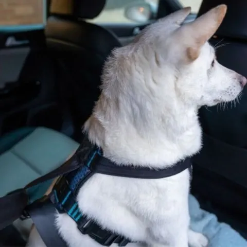 Crash Tested Dog Harness