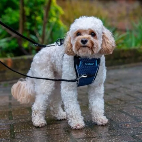 Crash Tested Dog Harness med anti træk