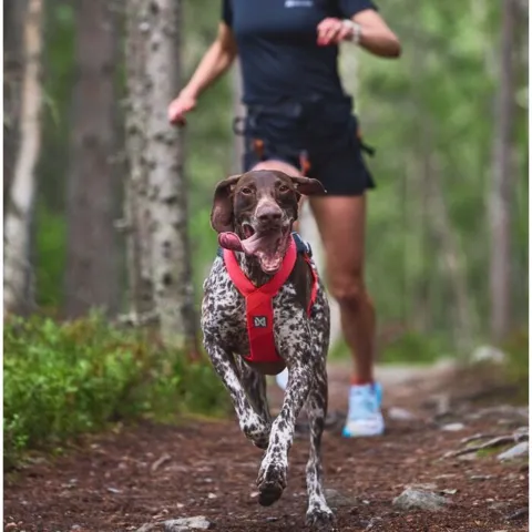 Non-Stop Dogwear Freemotion Harness 5.0 Pink | OUTLET
