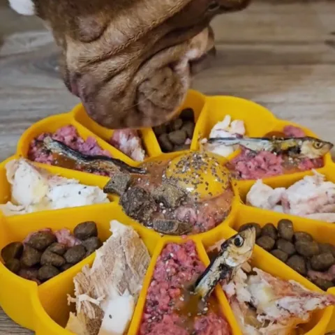 Ollipet Flowerpot Slowfeeder