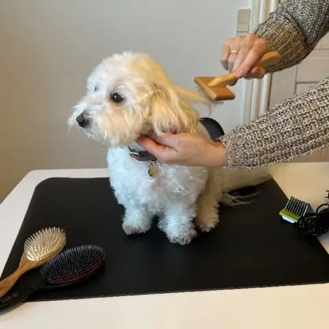 Ollipet Groomingmåtte