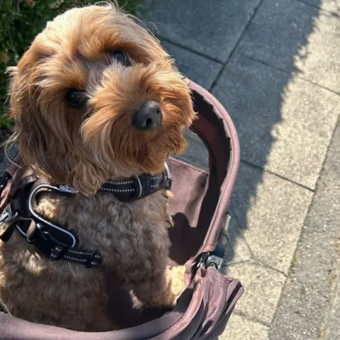 Hundeklapvogn Ollipet Venezia