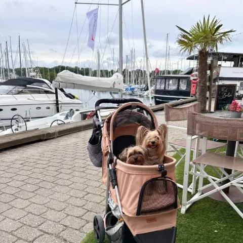 Venezia hundeklapvogn med 2 små Yorkshire Terrier i.