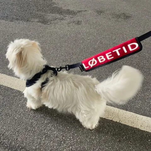 Tæve i løbetid