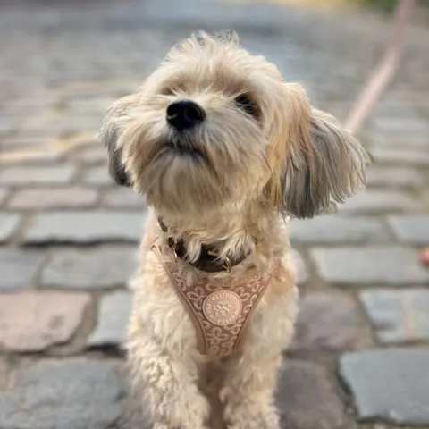 Ollipet Flora Step-in hundesele