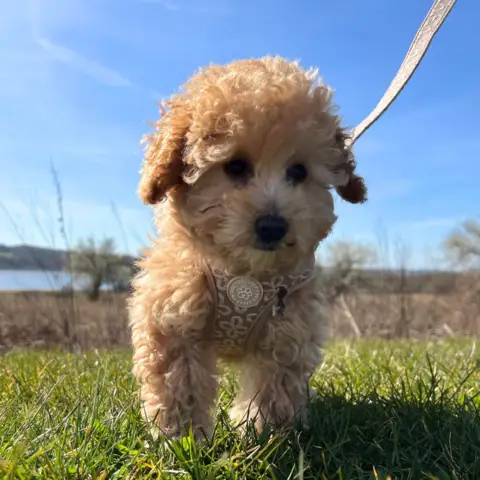 Ollipet Flora Step-in hundesele