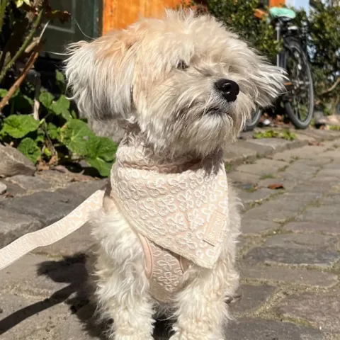 Ollipet Flora Bandana