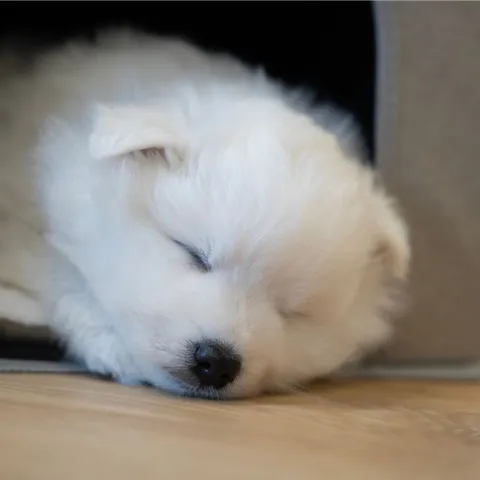 En lille hule under trapperne hvor din hund kan sove og falde til ro