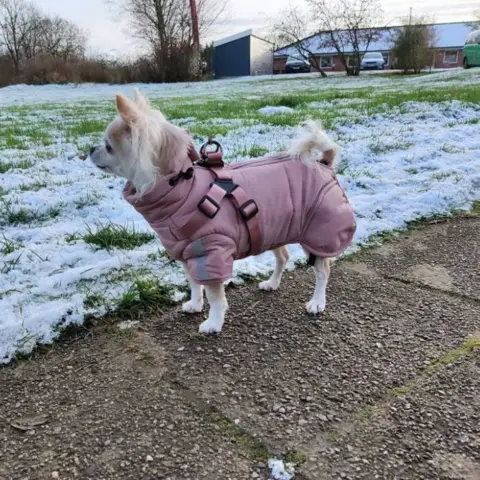 Ollipet Sirius DeLuxe Dynejakke