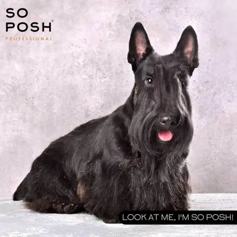 So Posh Professional I'm So Harsh Shampoo | 250 ml