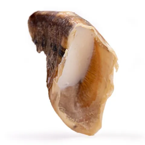 Kalveklov er et tyggesnack til hvalpe og vokse hunde