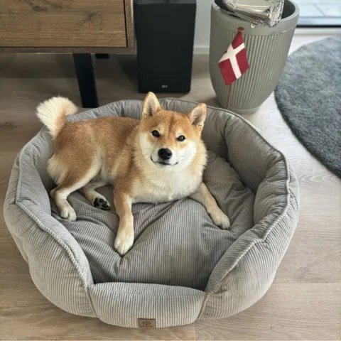 Ollipet Quinn hundeseng